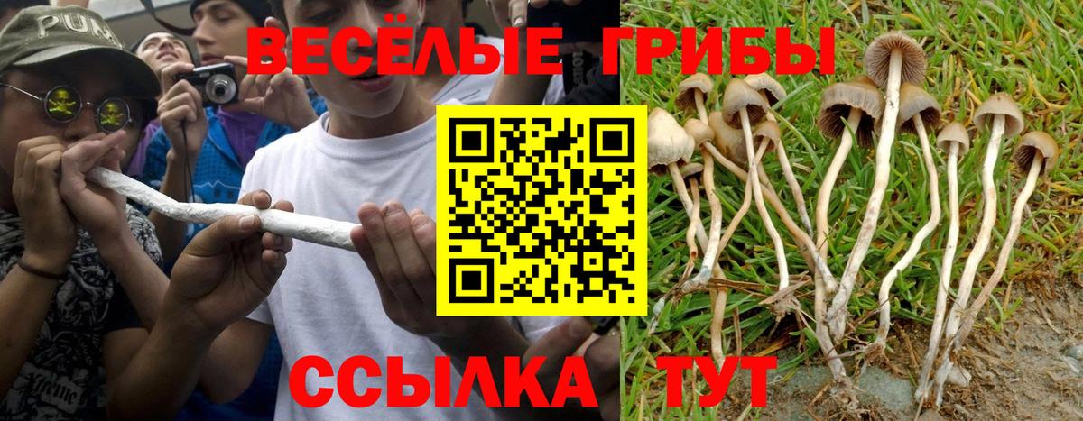 Алексеевка  Галлюциногенные грибы Psilocybe  Вход с VPN  Галлюциногенные грибы мицелий 